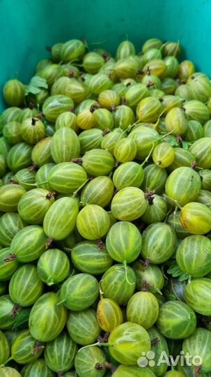 Крыжовник сладкий