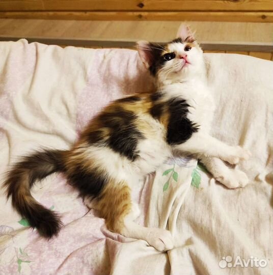 Котёнок в добрые руки Бесплатно