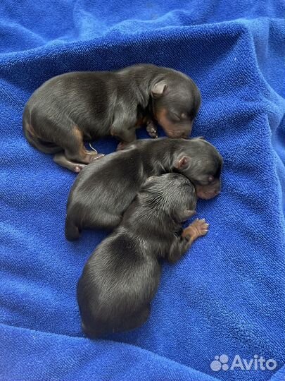 Беби фейс мини