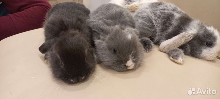 Декоративные кролики минилопы вислоухие