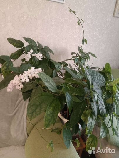 Клеродендрум взрослый