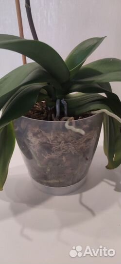 Орхидея фаленопсис