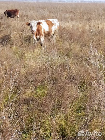 Телки.бычки