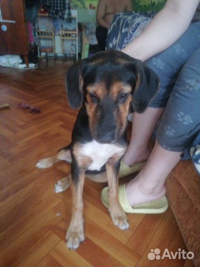 Щенок 4 месяца девочка