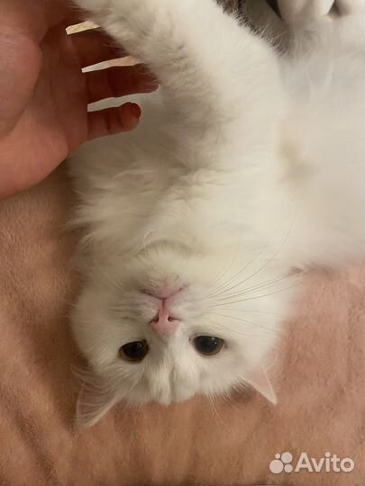 Белая кошечка