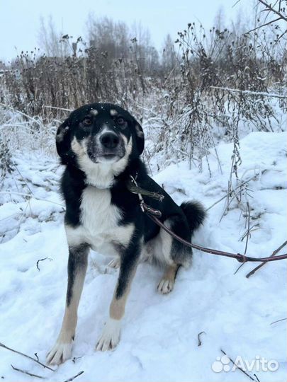 Кэтти собачка для семьи