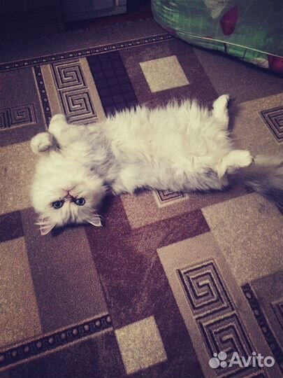 Кошка ищет кота для вязки