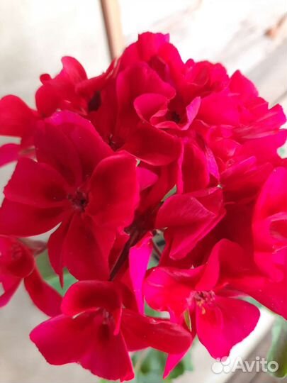 Пеларгония toscana