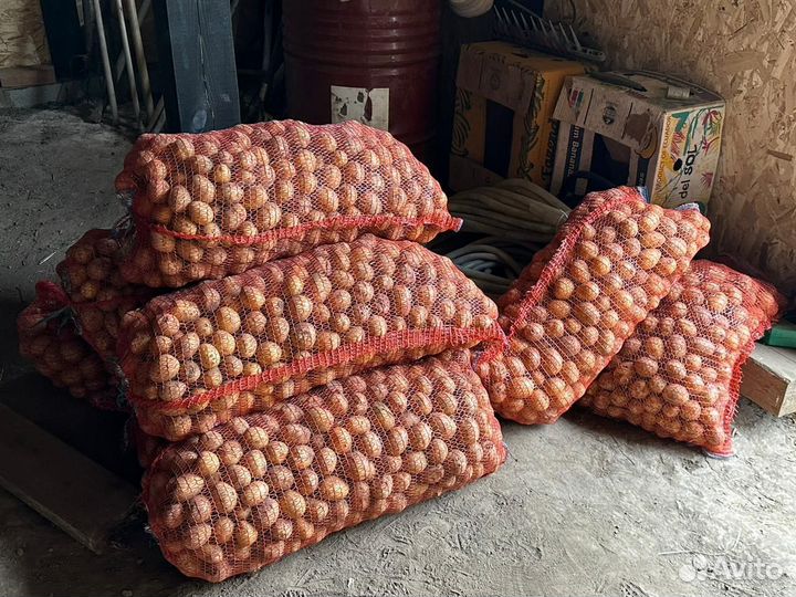 Продам картофель