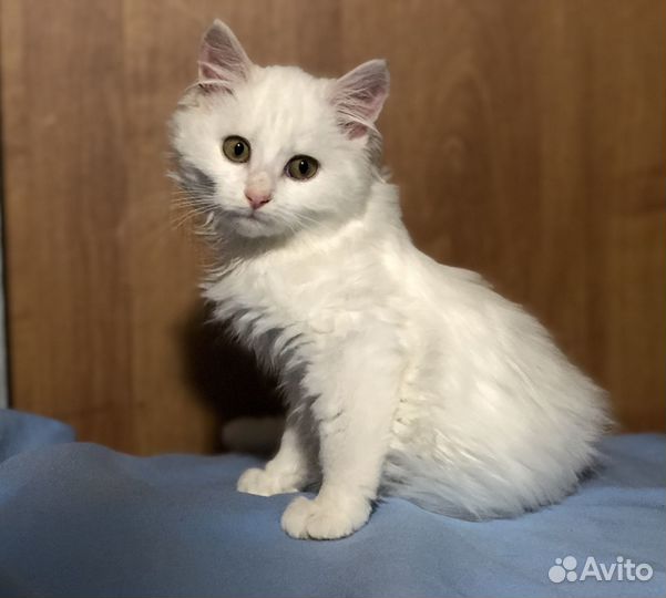 Котёнок девочка