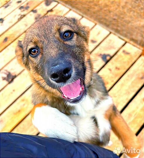 Отдам в добрые руки