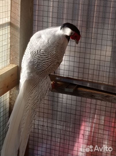 Серебряный фазан