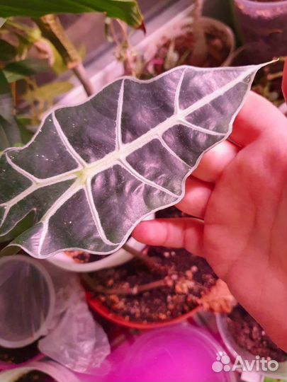 Алоказия вельвет
