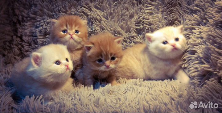 Котик для вязки