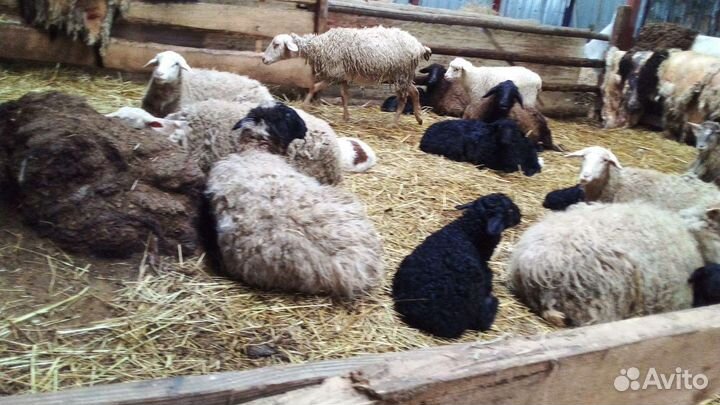 Ярки, баранчики, шерсть