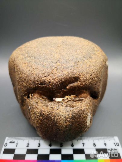 Позвонок ископаемого кита цетотерии, Тамань