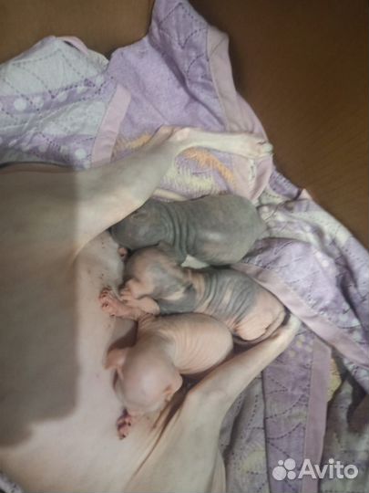 Донской сфинкс котята