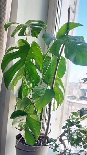 Монстера Альба вар