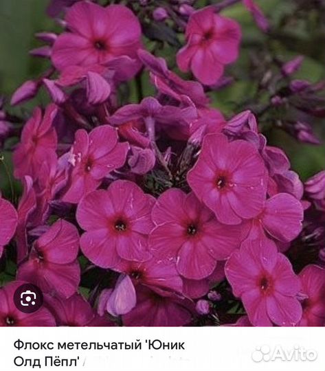 Флоксы низкорослые