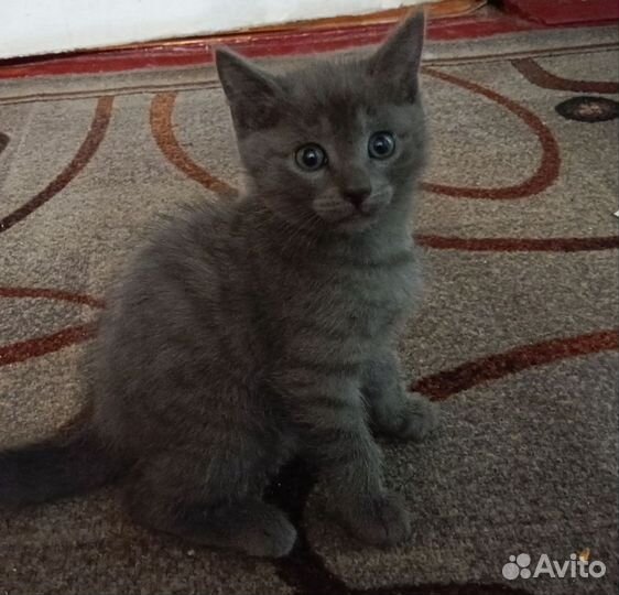 Кошечки 1.5 месяца