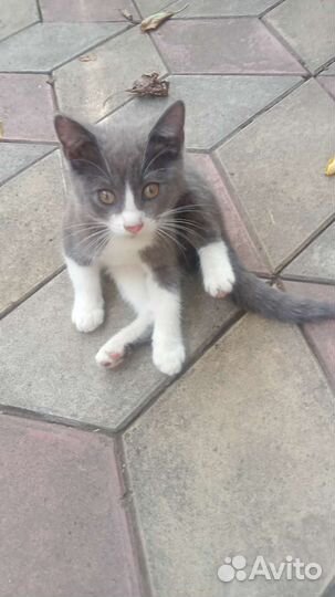 Кошечка в добрые ручки