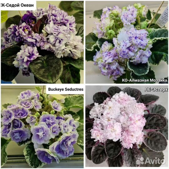 Детки сортовых фиалок