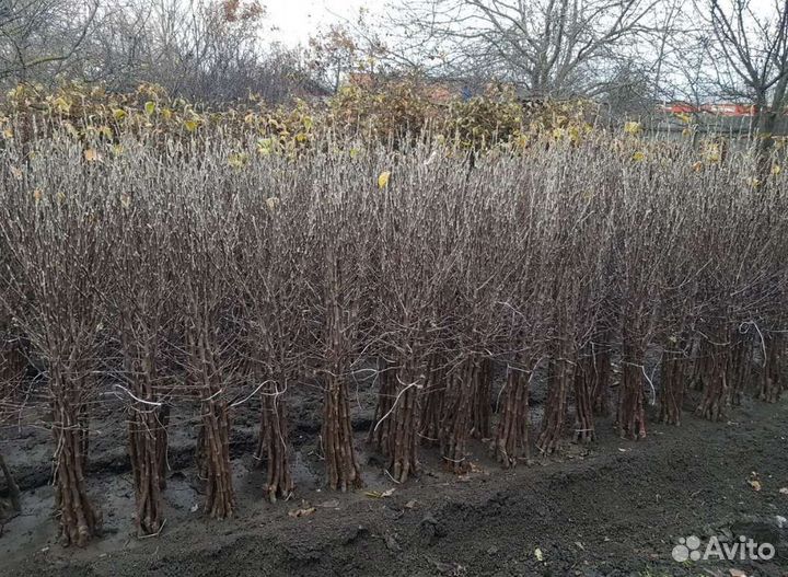 Саженцы Яблони оптом