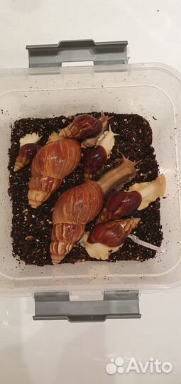 Улитки ахатины