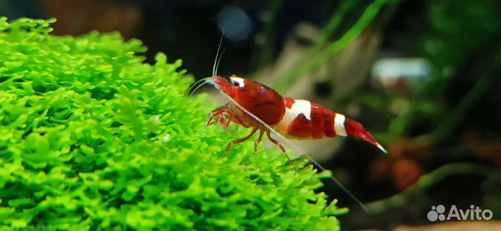 Риккардия Хамедрифолия