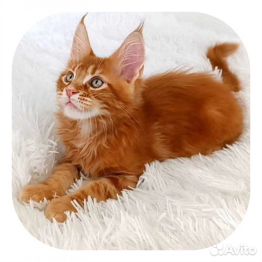 Котэ мальчик крупный мейн кун котенок