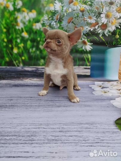 Щенки чихуахуа разных окрасов