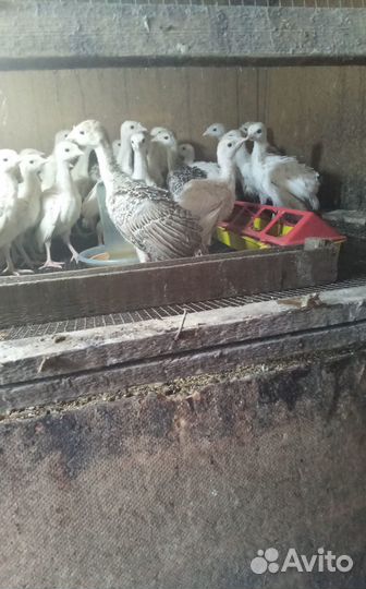 Индюшата цесарята домашние