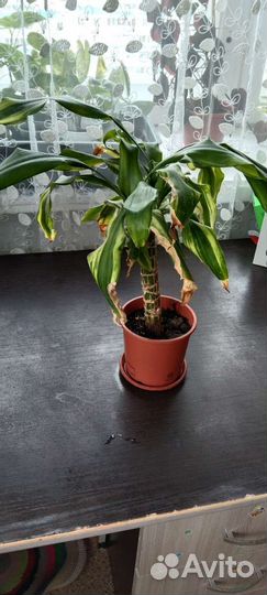 Драцены, фиалка