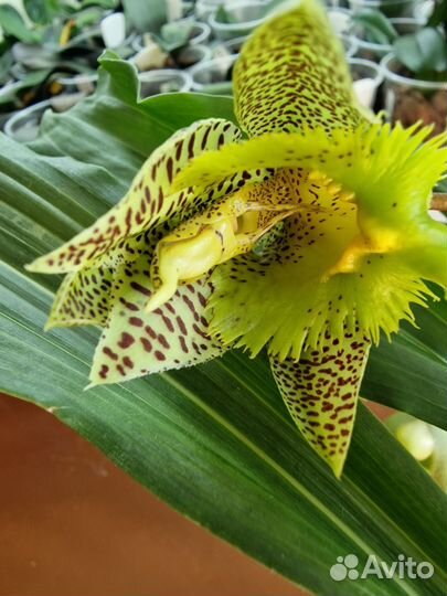 Орхидея катасетум