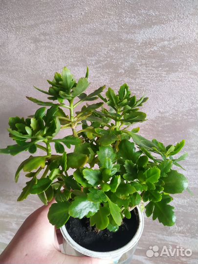 Каланхоэ цветущий