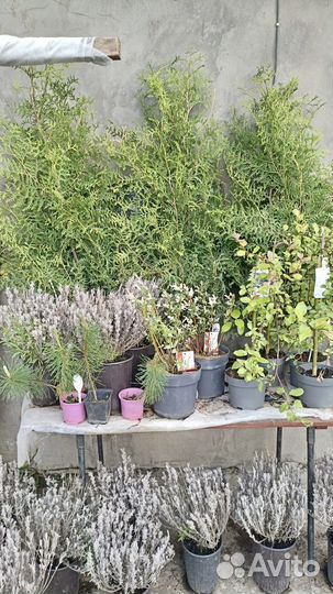 Туи , лаванда