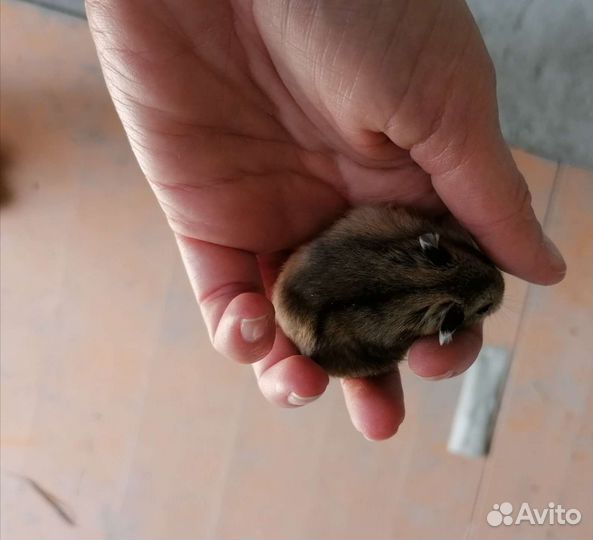 Джунгарский хомяк
