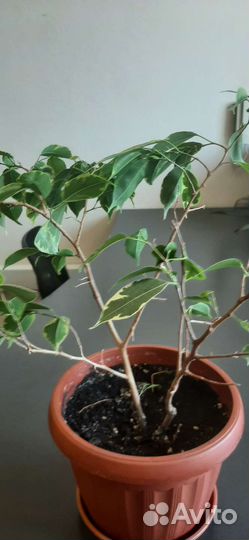 Фикус бенджамина пестролистный