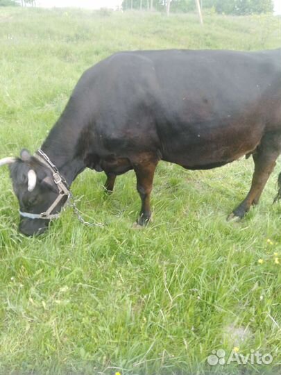 Корова. Стельная