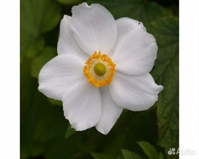 Анемона гибридная Andrea Atkinson