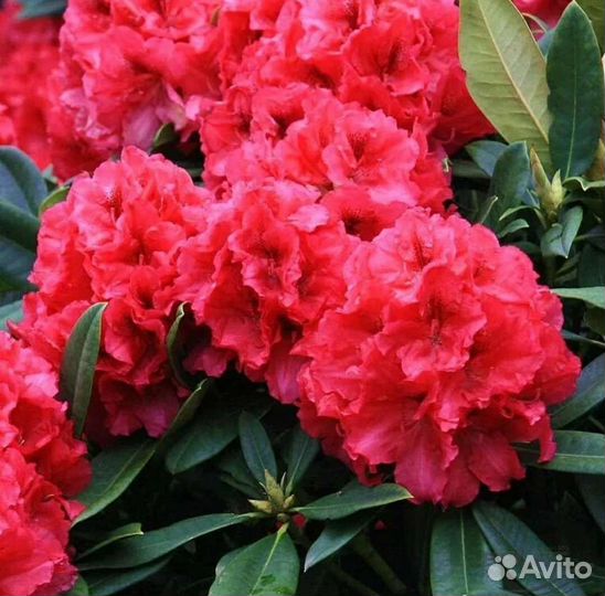 Рододендрон Марианна фон Вайцзеккер