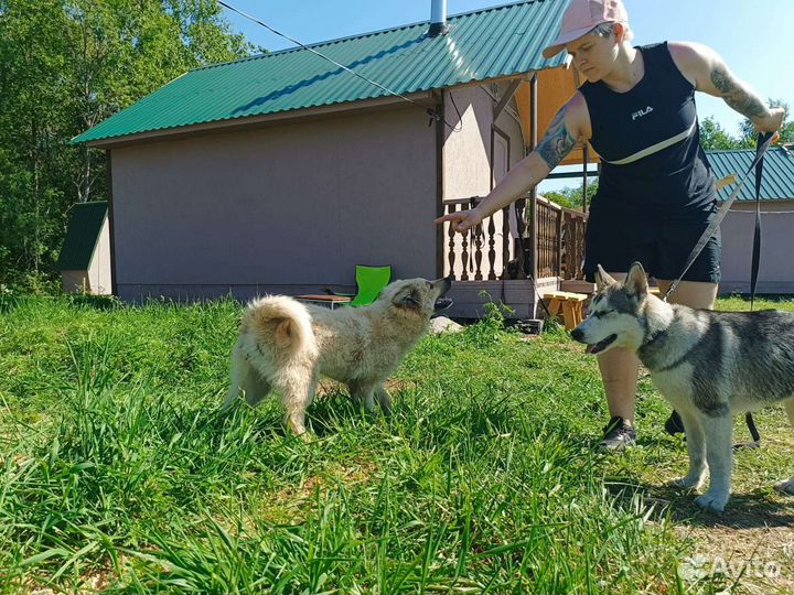 Работа выгул собак