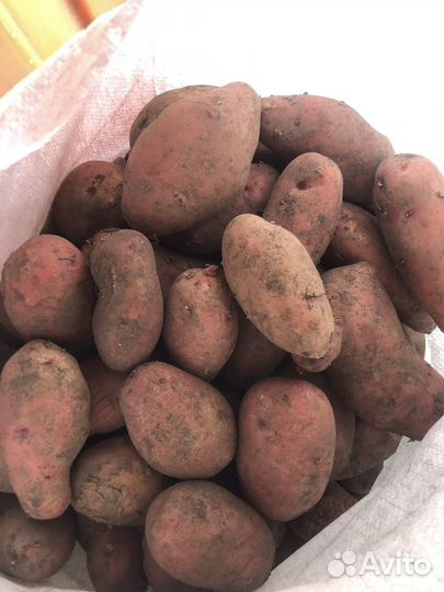 Продам картофель домашний