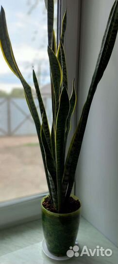 Сансевиерия