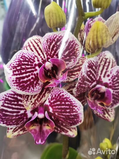 Красивые Сортовые орхидеи Лас Вегас и др