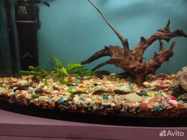 Аквариумные рыбки