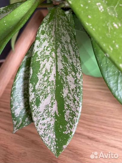 Хойи в ассортименте