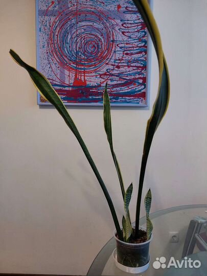 Сансевиерия лауренти