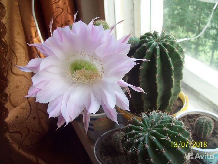 Кактусы бесплатно