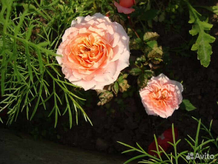 Комнатные цветы